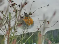 Rotkehlchen_7165.webp