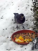 Amsel-Frau_7173.webp