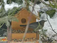 Amsel-Frau_7174.webp