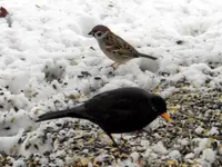 Amselhahn Spatz_7142.webp