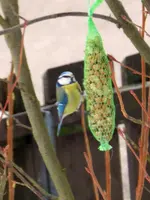 Blaumeise_7145.webp