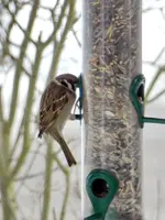 Spatz_7159.webp