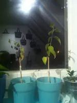 Physalis1.webp