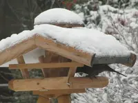 049.webp