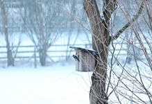 Blaumeise am Vogelkasten_600.webp