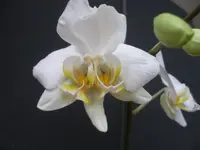 P1251190.webp
