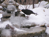 durstige Amsel.webp