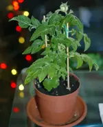 DSC_1286.1.webp