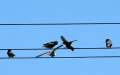 Copy of Fuetterzeit.... (1).webp