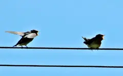 Copy of Fuetterzeit.... (3).webp