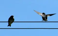 Copy of Fuetterzeit.... (4).webp