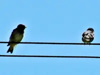 Copy of Fuetterzeit.... (8).webp
