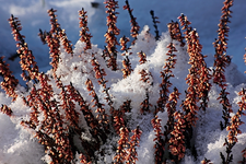 verschneite Winterheide_600.webp