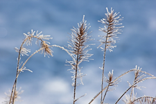 verschneiter Lampenputzer_640.webp