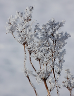 winter wonderland1_400.webp