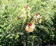 imm016_18A.webp