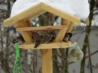 Vogelhaus2.webp