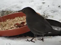 Frau Amsel.webp