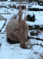 Garten4.webp