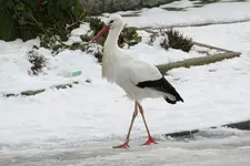 Storch_1_DSC06814.webp