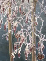 DSC02481.webp