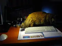 462524_296611380459314_1091278053_o.webp