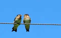 Copy of IMG_3426v.webp