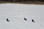 2013_0123Winter0013.jpg