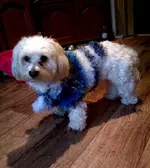 IMAG0272.webp