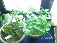 k-BILD2368.webp