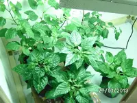 k-BILD2369.webp