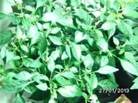 k-BILD2370.webp
