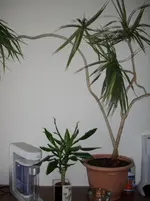 DSCI0010.webp