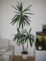DSCI0008.webp