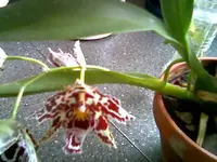 Orchidee getigert.webp