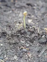 Ananaskirsche 28.1.13.webp