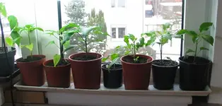 Chili_W_r.webp