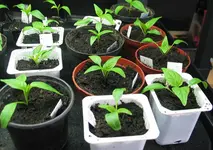 Paprika_pikiert.webp