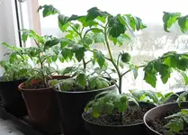 Wintertomaten_S_L.webp