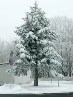 Tinas Bild 1.webp