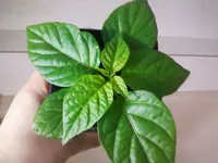 Habanero red Jan13.webp