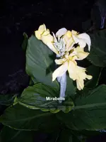 Mirabelle.webp