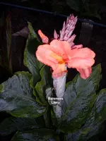Baroness Lissy.webp