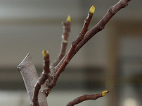 Feigenbaum mit neuen Spitzen_600.webp