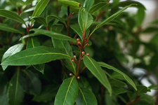 Lorbeerblüte_640.webp