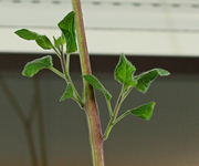 Triebe am Physalisbäumchen_600.webp