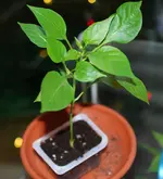 DSC_1266.2.webp