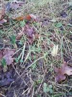 Krokus 29_01_13.webp