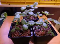 Erdbeeren.webp