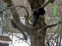Eichhörnchen_7270.webp